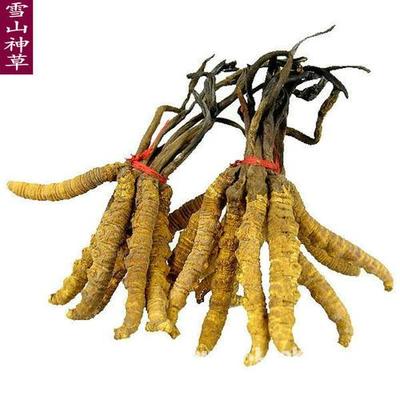 邢台市回收冬虫夏草-礼品25克60克100克500克产品