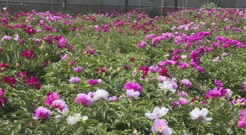 汉苑芳华映日红——记邢台柏乡汉牡丹园芍药盛放